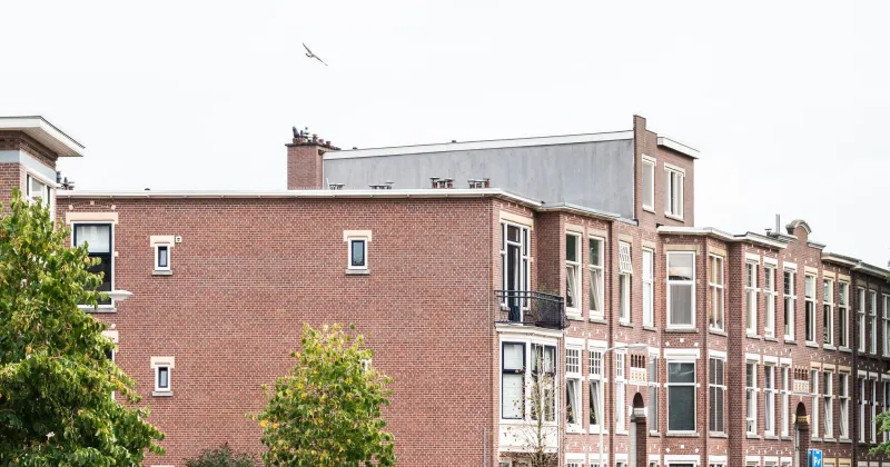 Decoratieve afbeelding. Fotograaf Alex Schröder
